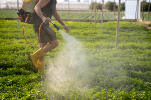 Best Pest Control Near Me  in Remsen, IA